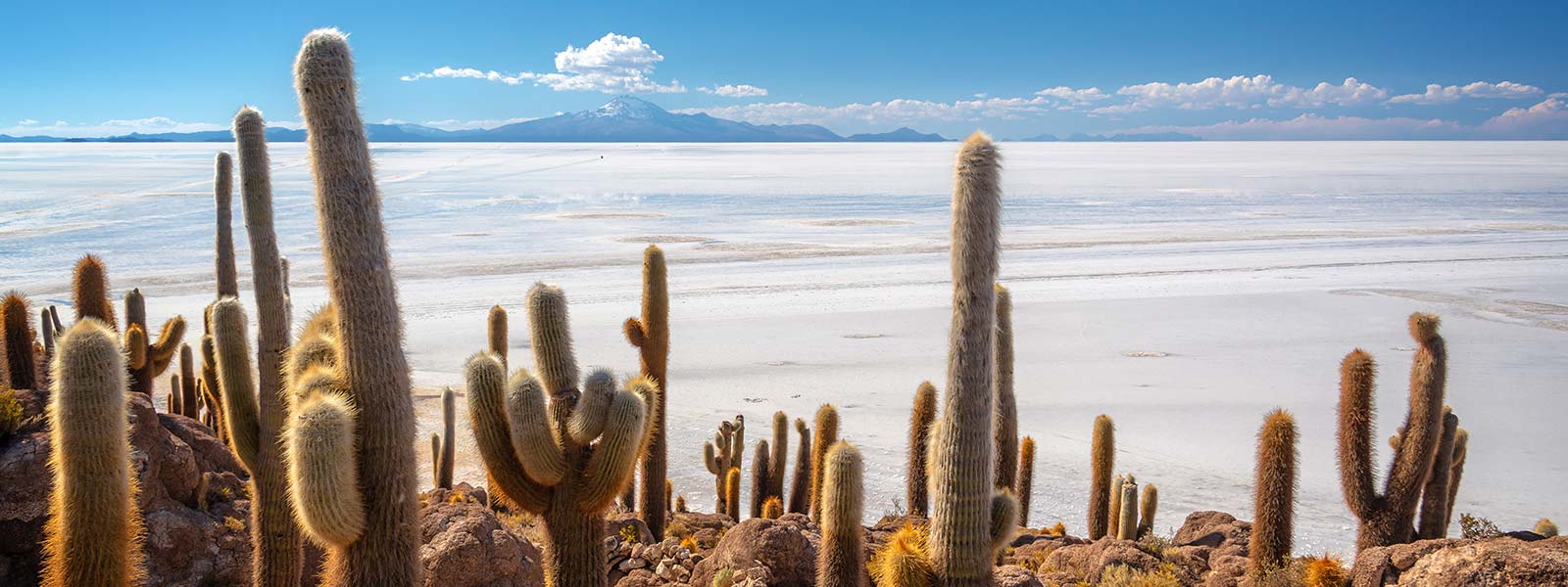 Uyuni Salt Flats Cactus Island, Bolivia Uyuni Salt Flats Cactus Island, Bolivia