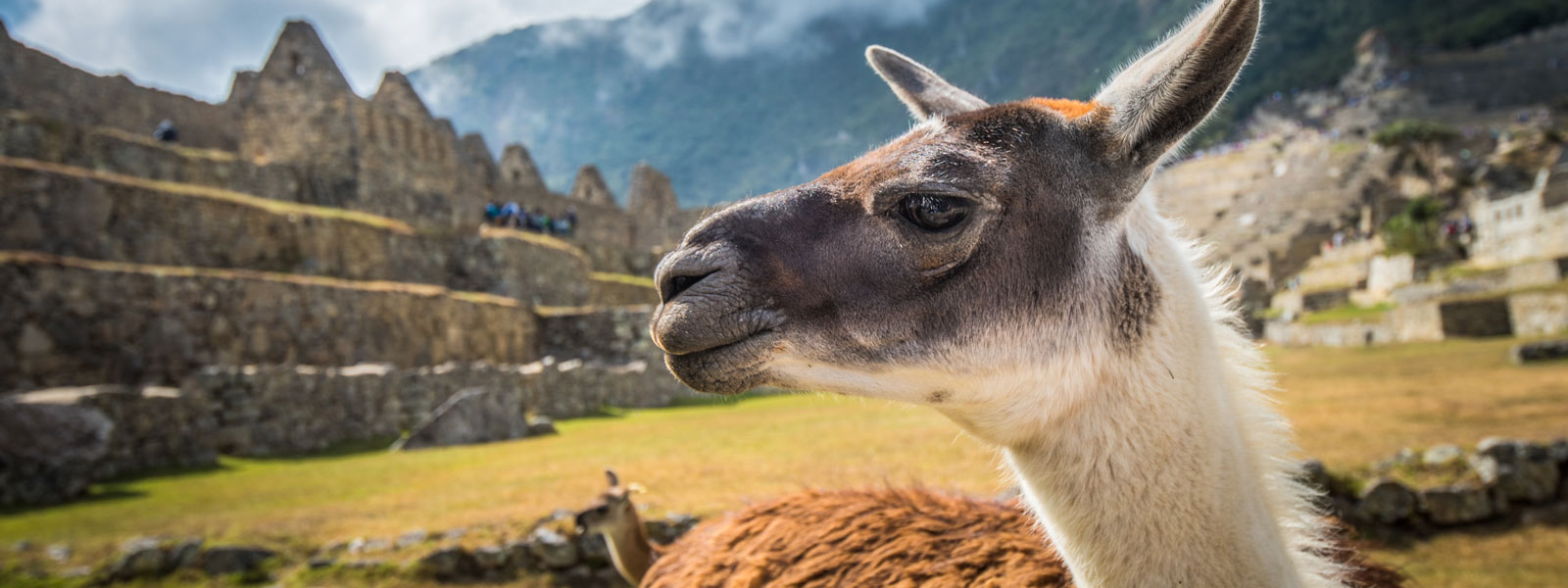 Close up of Llama with Machu Picchu in the background Close up of Llama with Machu Picchu in the background