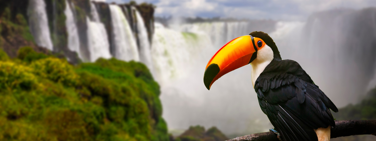 Close up of Tucan with Iguazu Falls in the background Close up of Tucan with Iguazu Falls in the background