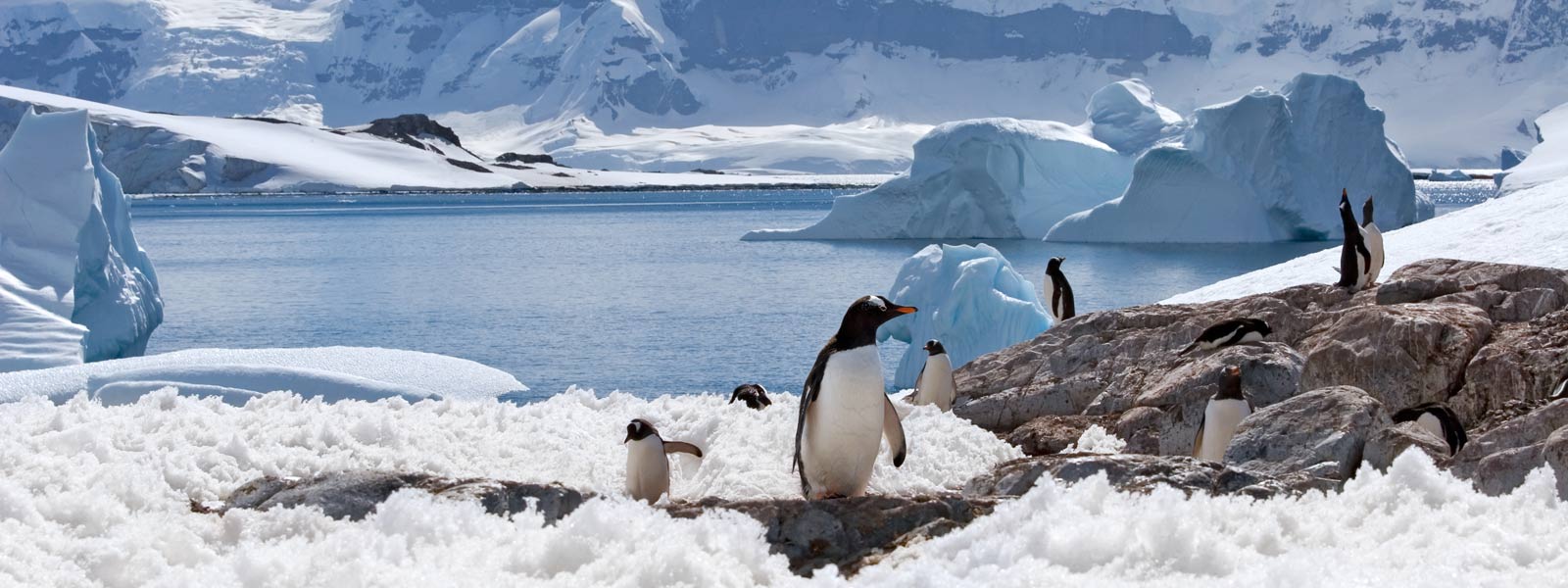 Gentoo penguin group on melting ground in Antarctica Gentoo penguin group on melting ground in Antarctica with iceberg in snowy background