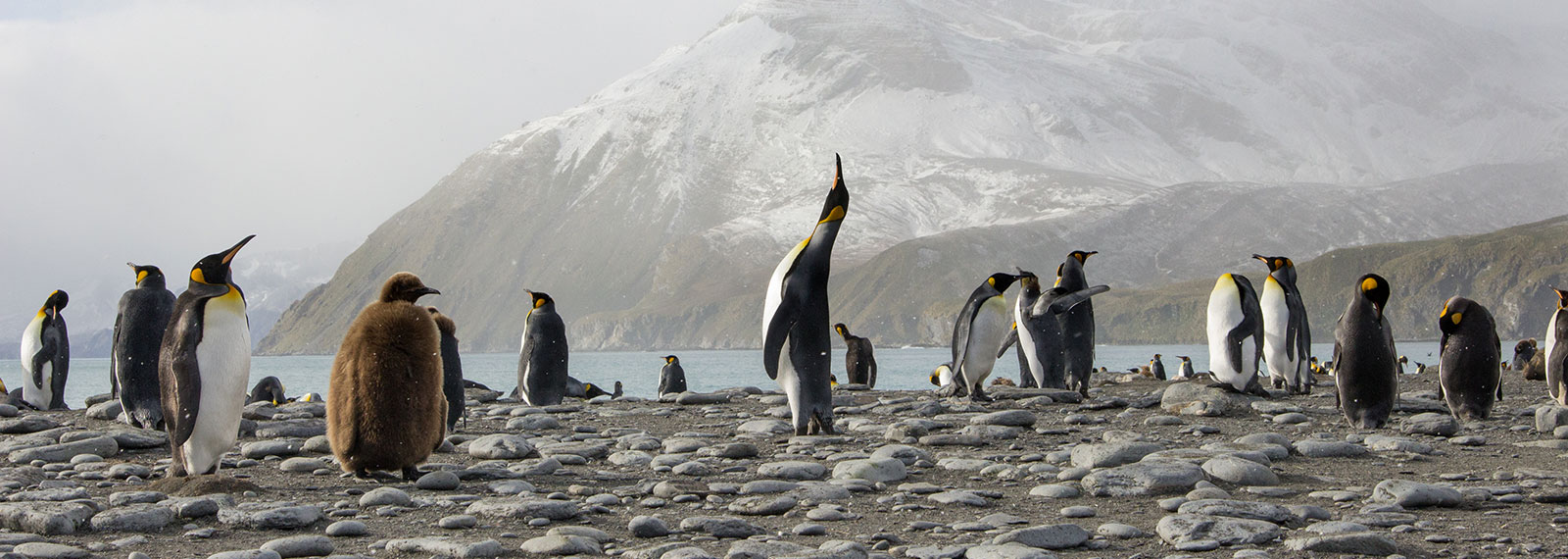King Penguin colony in South Georgia, Antarctica King Penguin colony in the fog in South Georgia, Antarctica