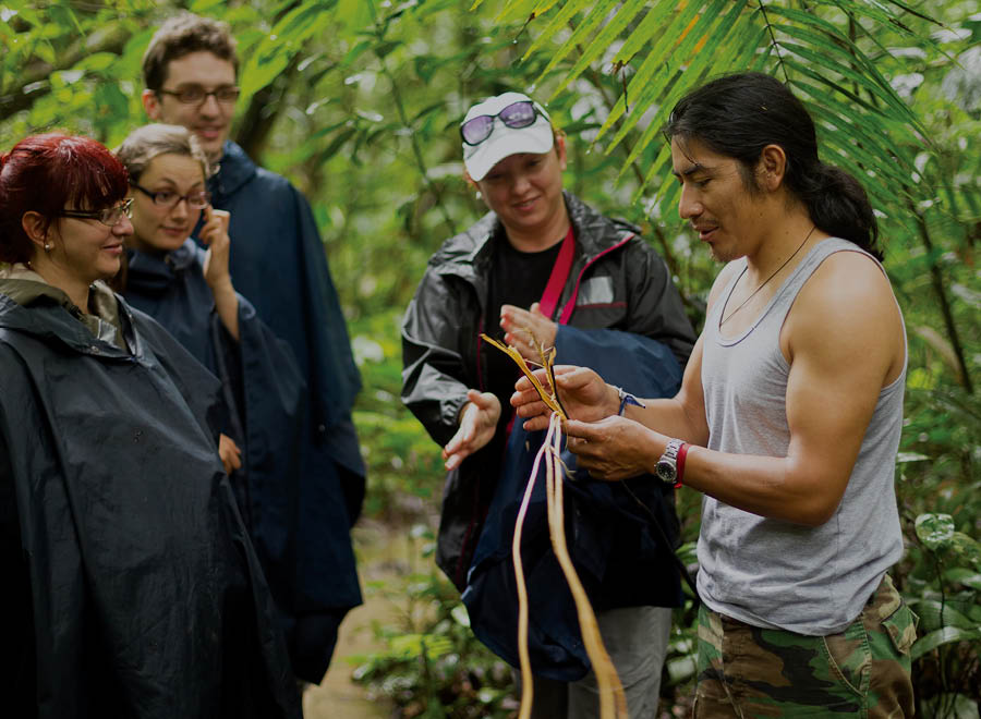 Image of a forest representing Chimu Adventure's Sustainability and Responsible travel guidelines  