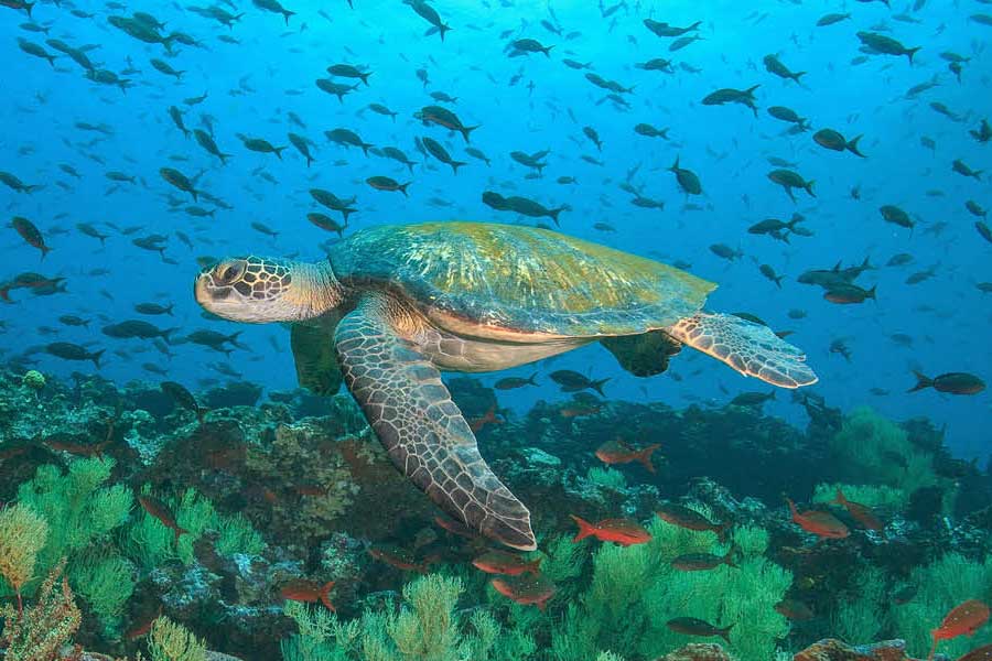 Image of a forest representing Chimu Adventure's Sustainability and Responsible travel guidelines  