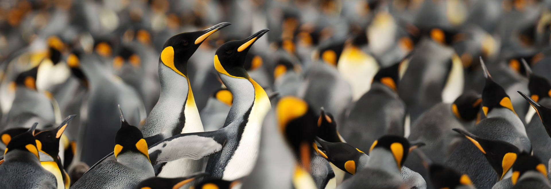 King-Penguin-colony-with-close-up-HERO King-Penguin-colony-with-close-up-HERO