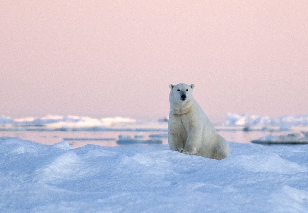 polar bear