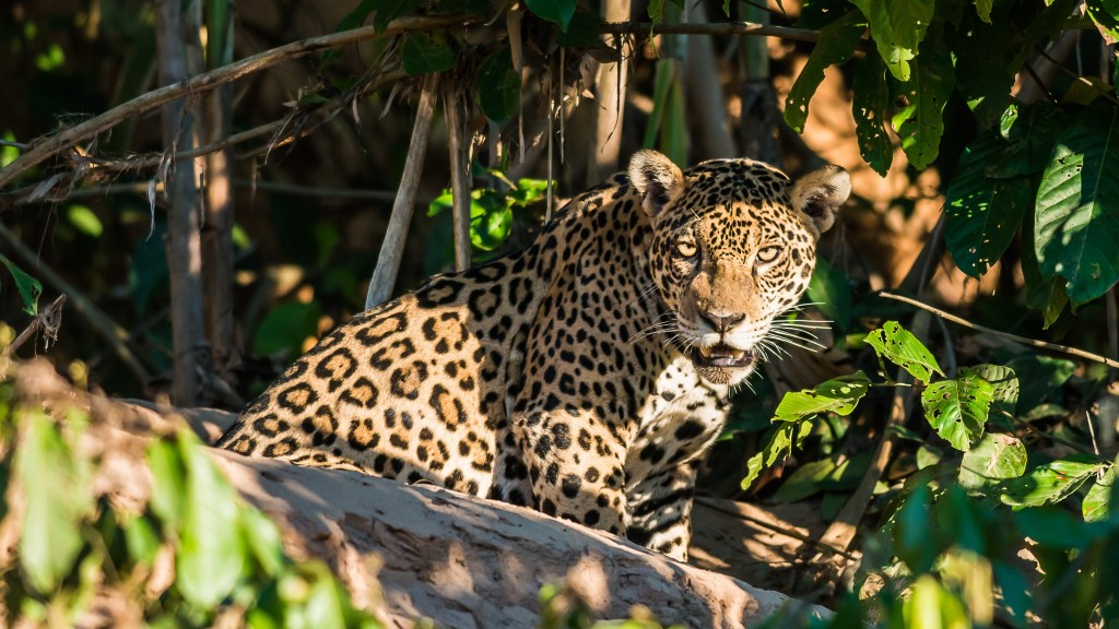 jaguar in the Amazon