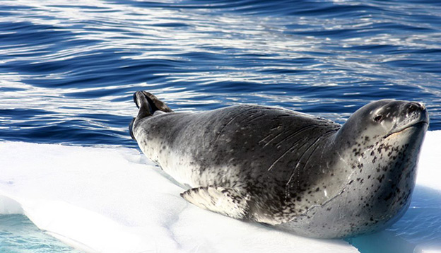 Antarctica_Leopard_Seal