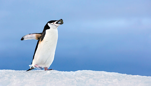 chinstrap penguin holding rock