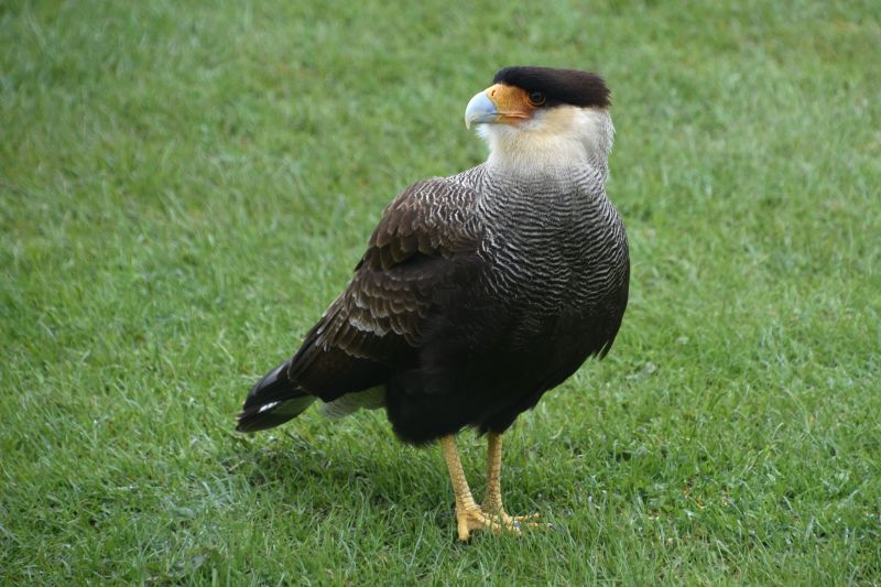 Crested Caracara