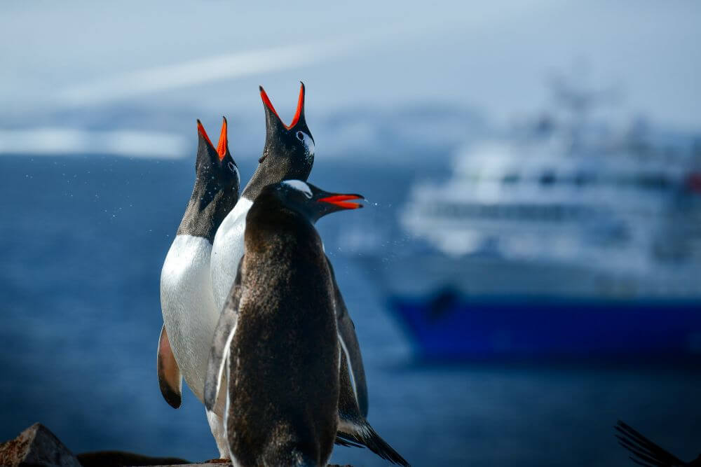 penguins in Antarctica