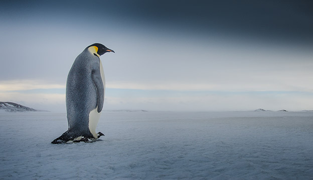An emperor penguin walks across a vast icy landscape in Antarctica