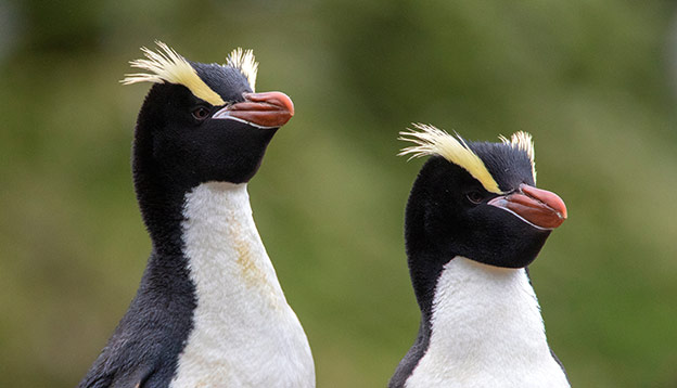 Erect-crested penguin