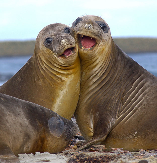 two elephant seals