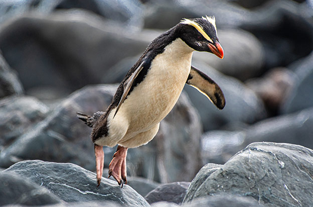 A Fiordland penguin leaps from a rock into the water