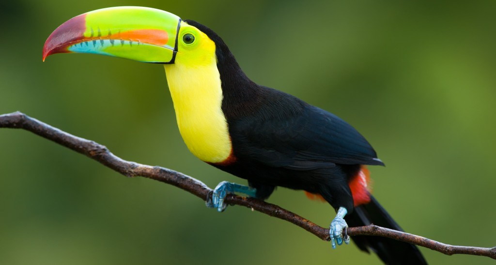 toucan in the Amazon