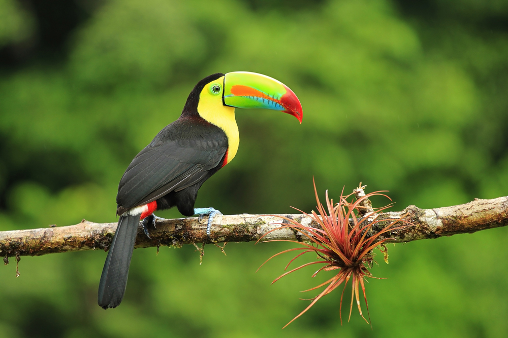 Latin America June Guide