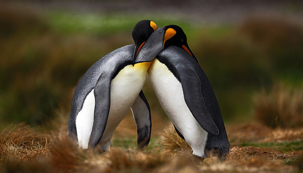 Penguins in love: 2 king penguins cuddle