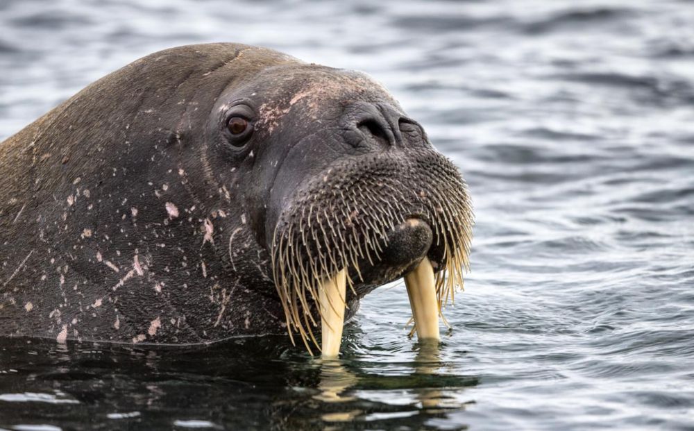 walrus in Svalbard