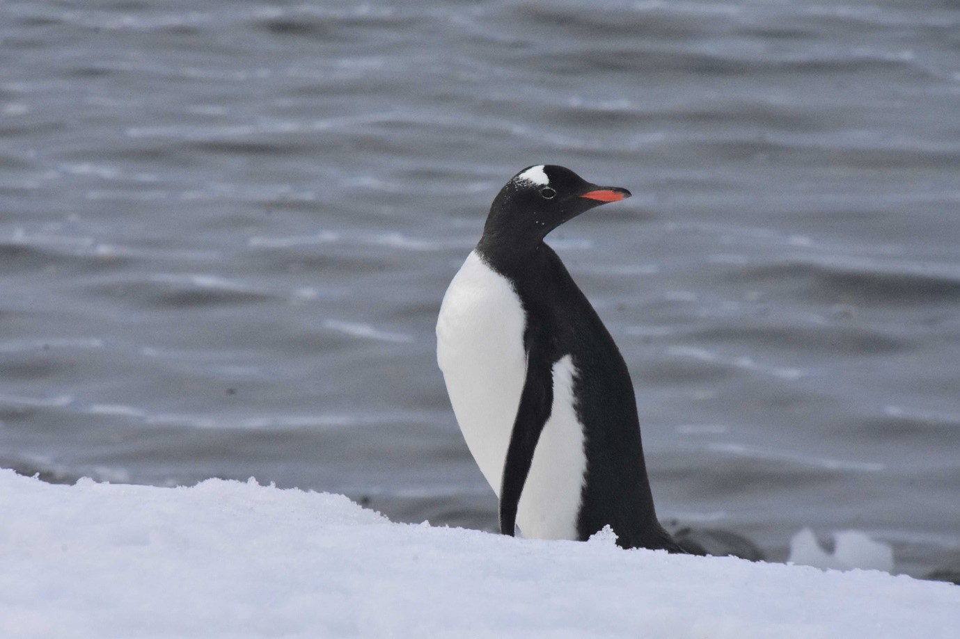 gentoo penguin 