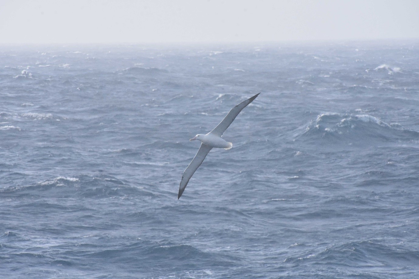 albatross