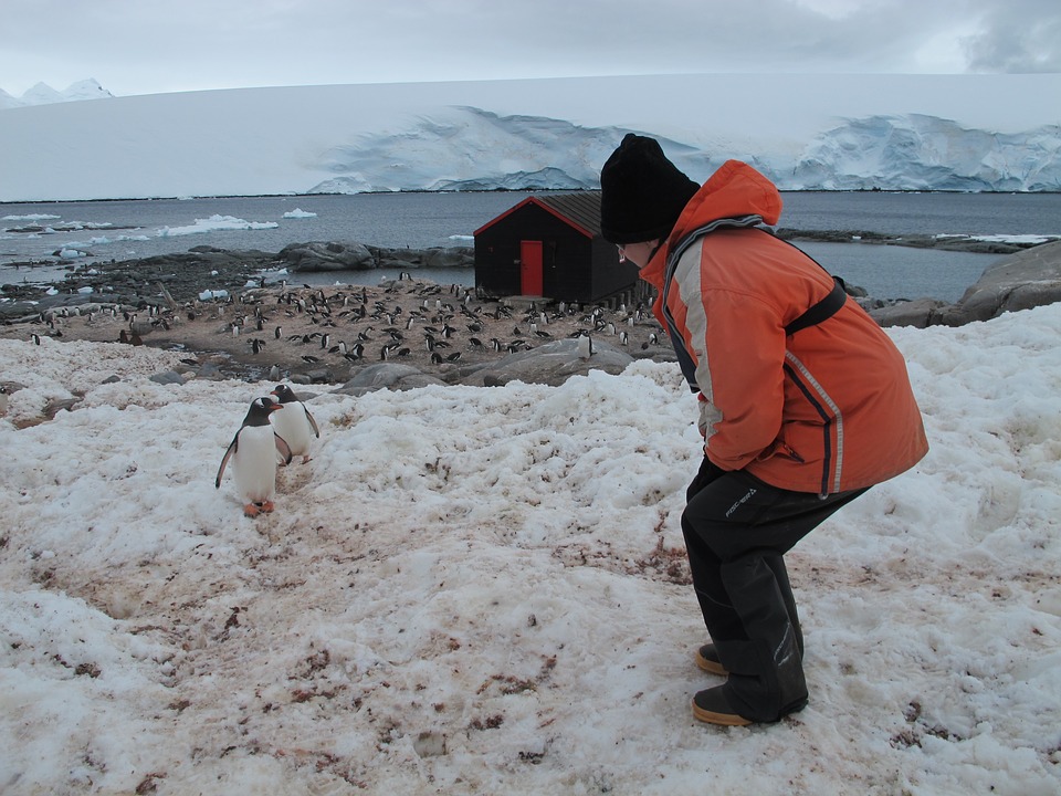 penguin sightings in Antarctica