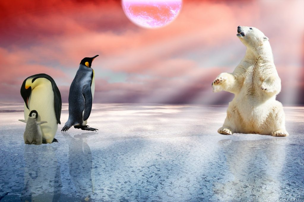 Could polar bears and Emperor Penguins share the ice?