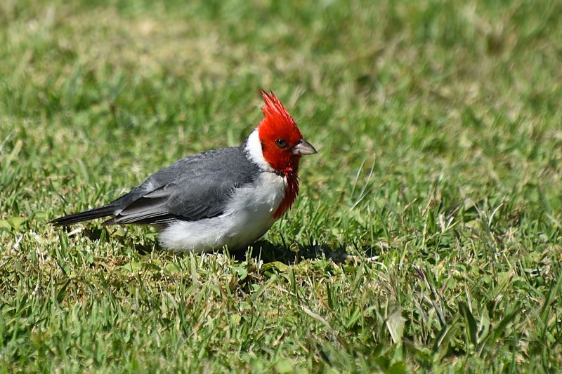 red-crested cardinal