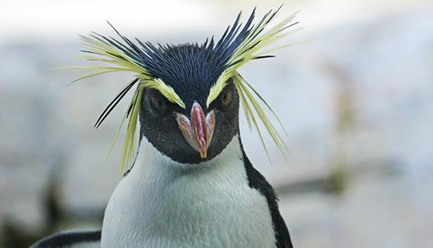 crested penguin