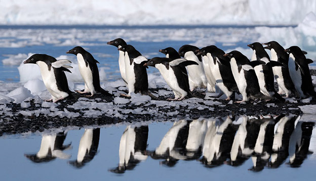 a colony of penguisn