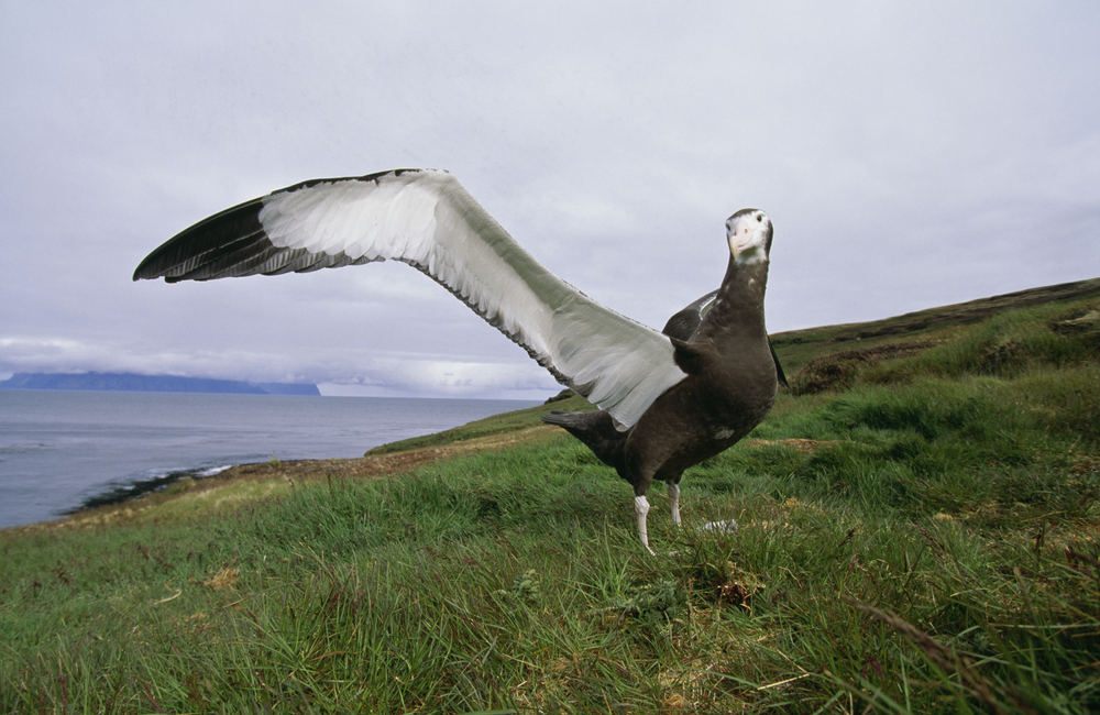 Wandering_Albatross
