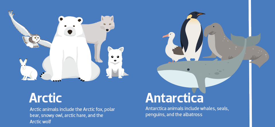 Animals arctic