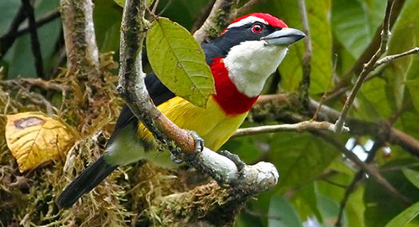 The Scarlet-banded Barbet.