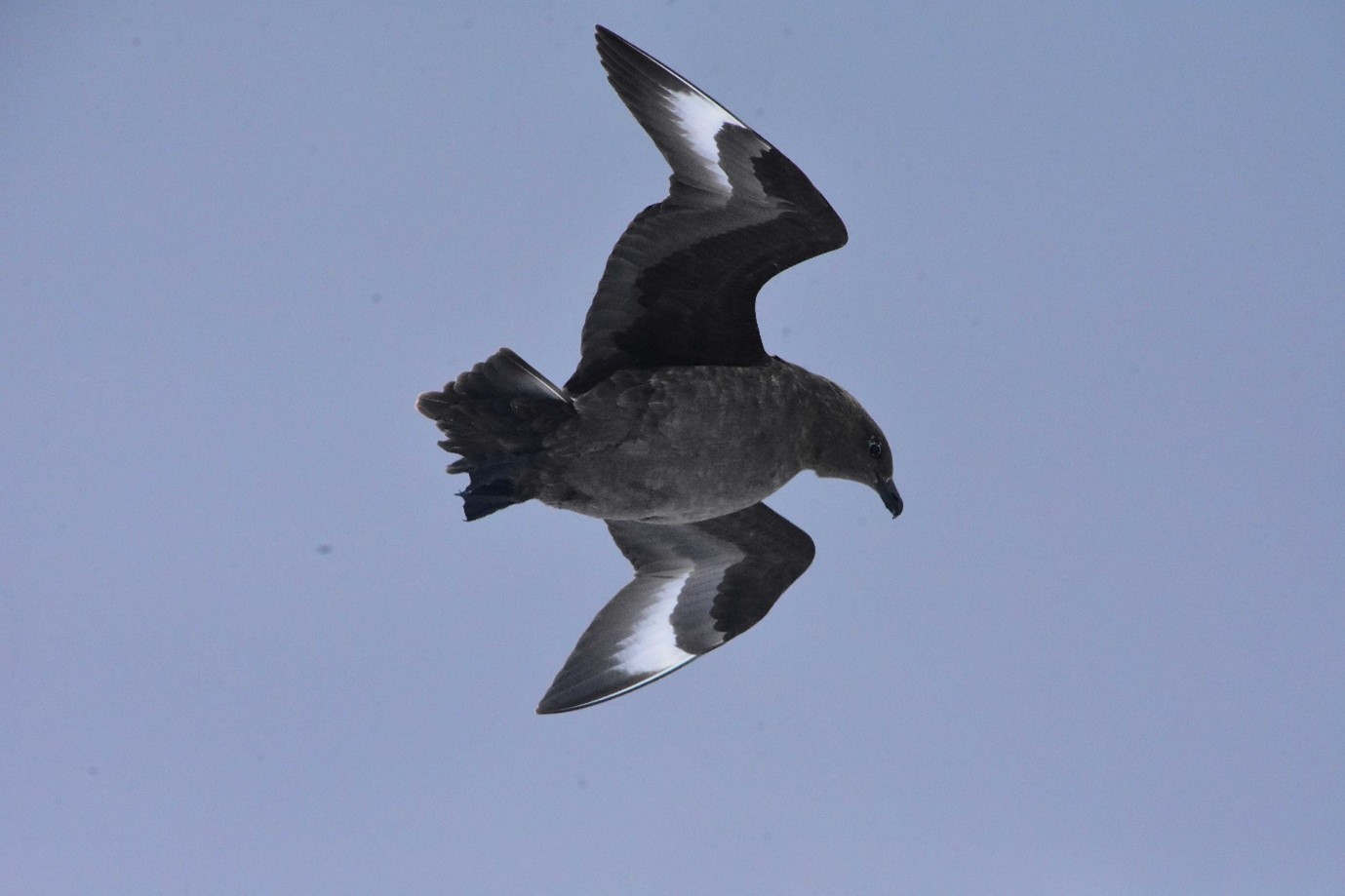 skua