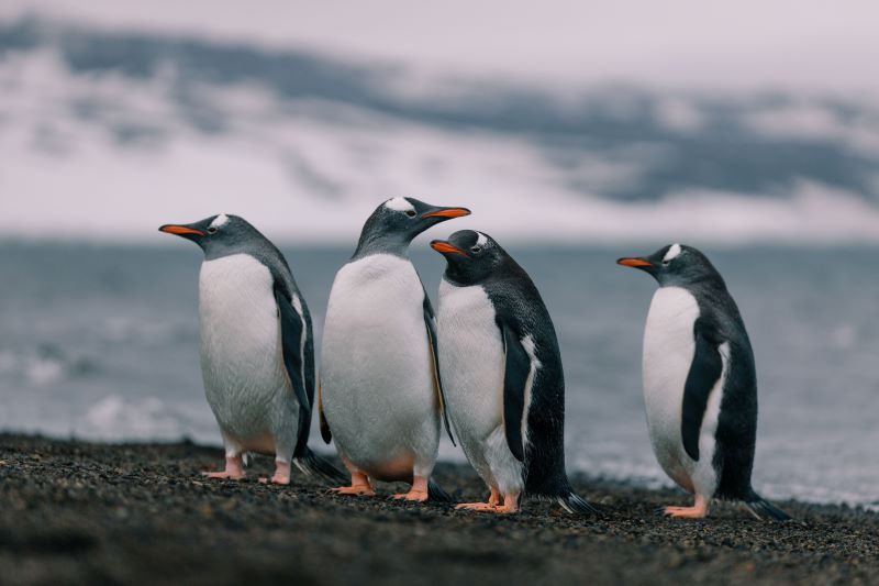 penguins in Antarctica