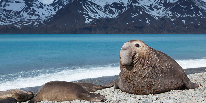 elephant seal on the beach