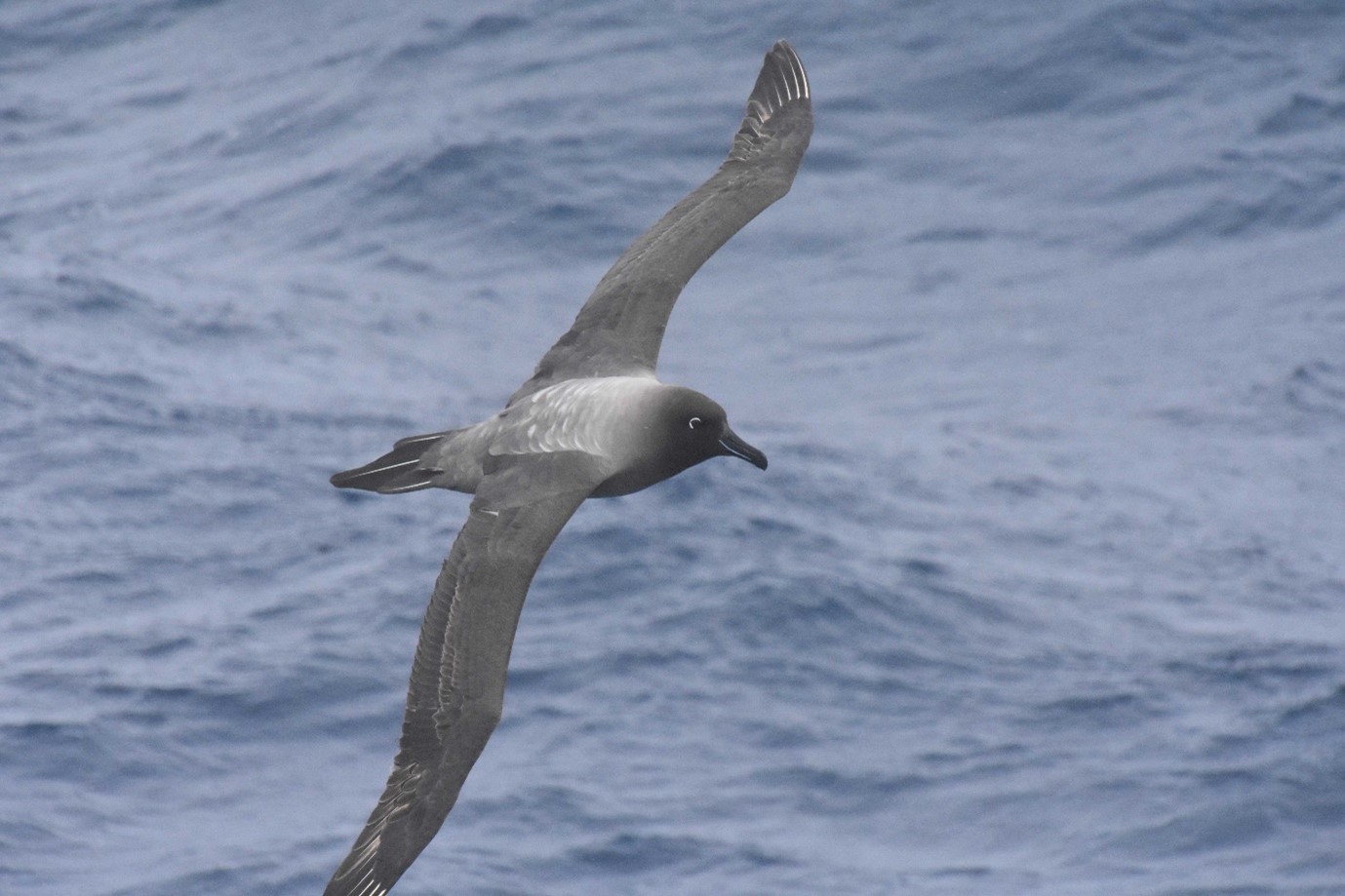 light mantled albatross
