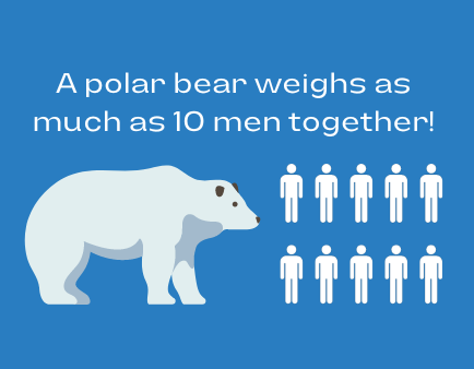 Polar-bear-weight
