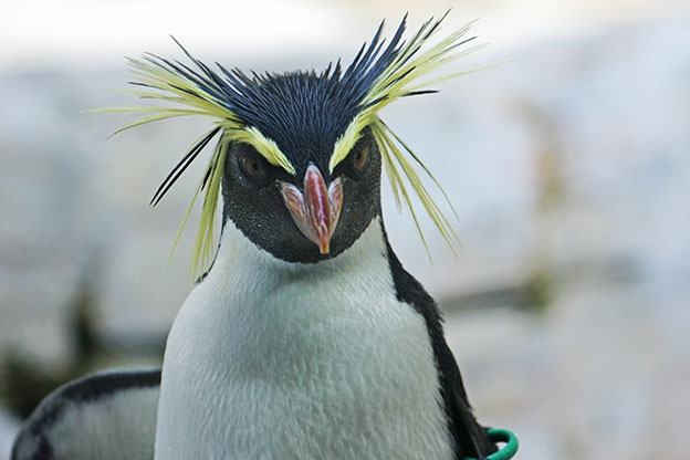 Rockhopper Penguin