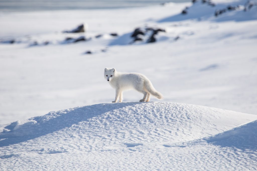Arctic fox in Spitzbergen