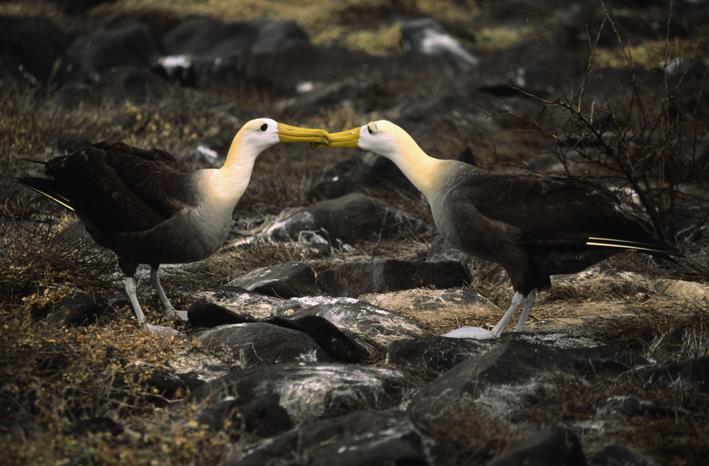 A couple of Waved albatross, Galapagos.