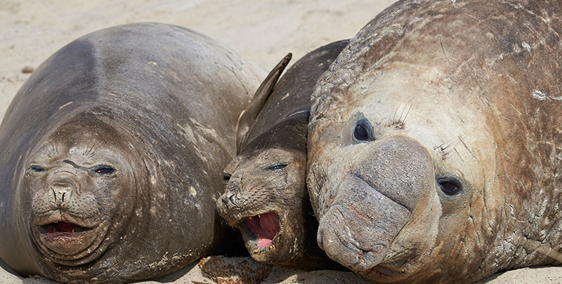elephant seal family