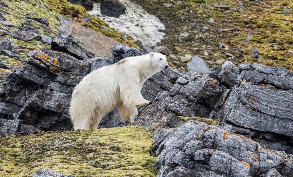 shutterstock_1227638572