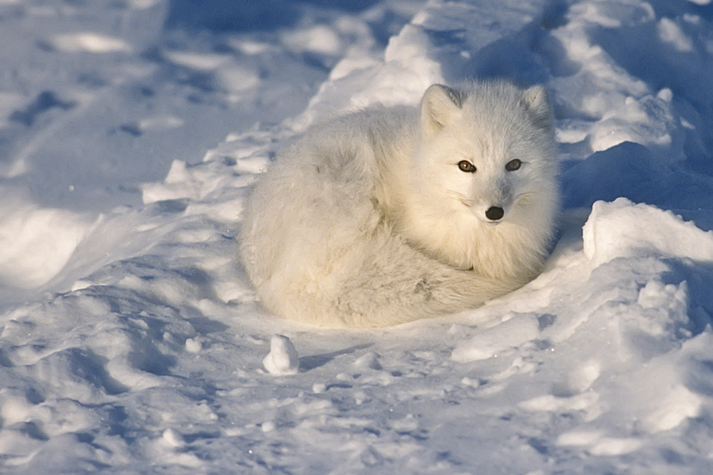 Arctic fox in the snow