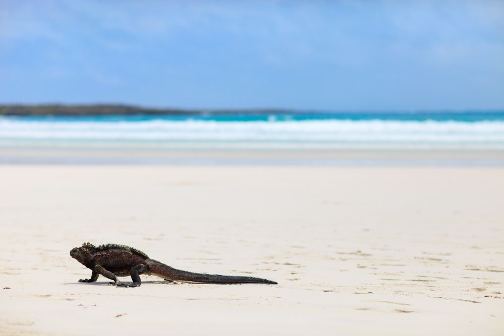 marine iguana galapagos