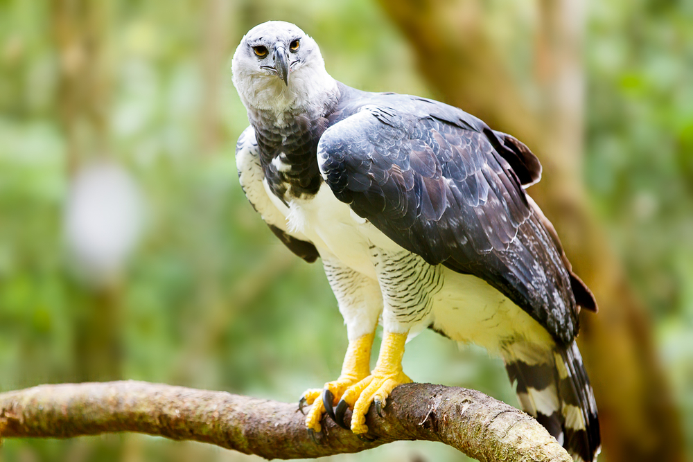 Majestic Harpy Eagle in the rainforest in Brazil.