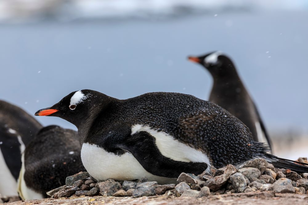 gentoo penguin on rock nest