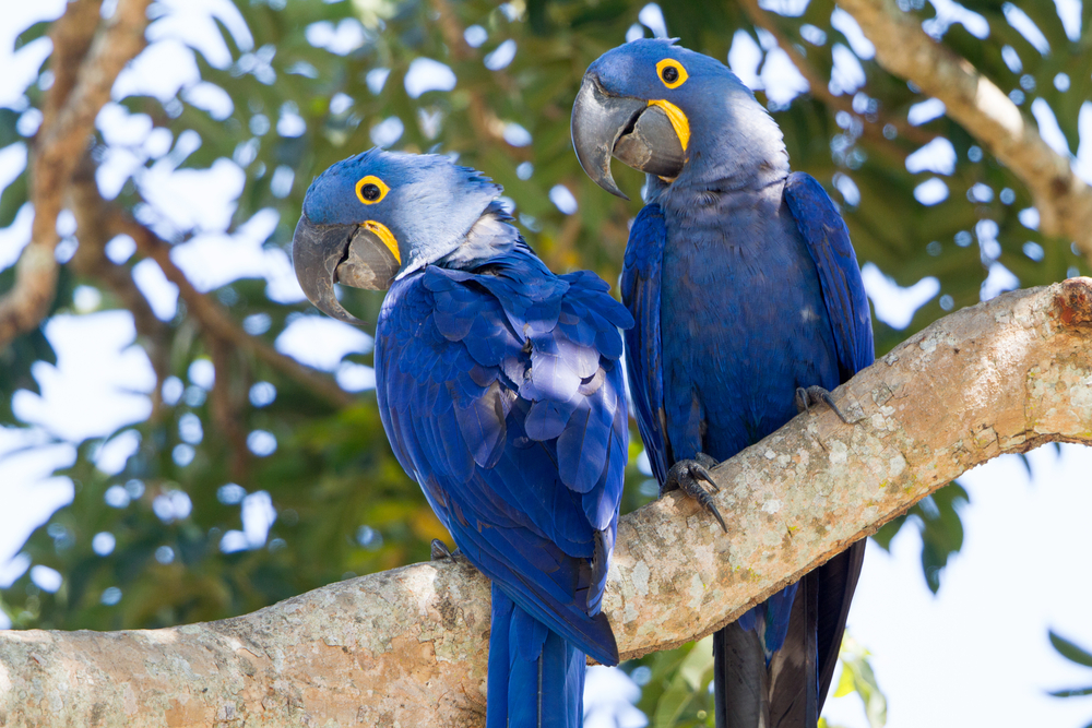 Hyacinth Macaws in a tree.