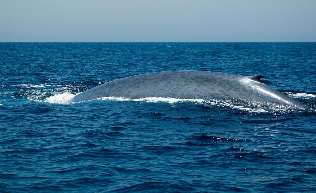 The blue whale.
