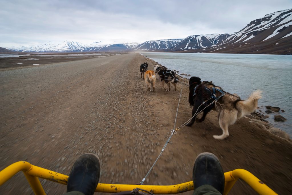 dog sledding in the Arctic 