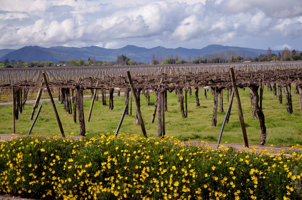 Chilean Winery.